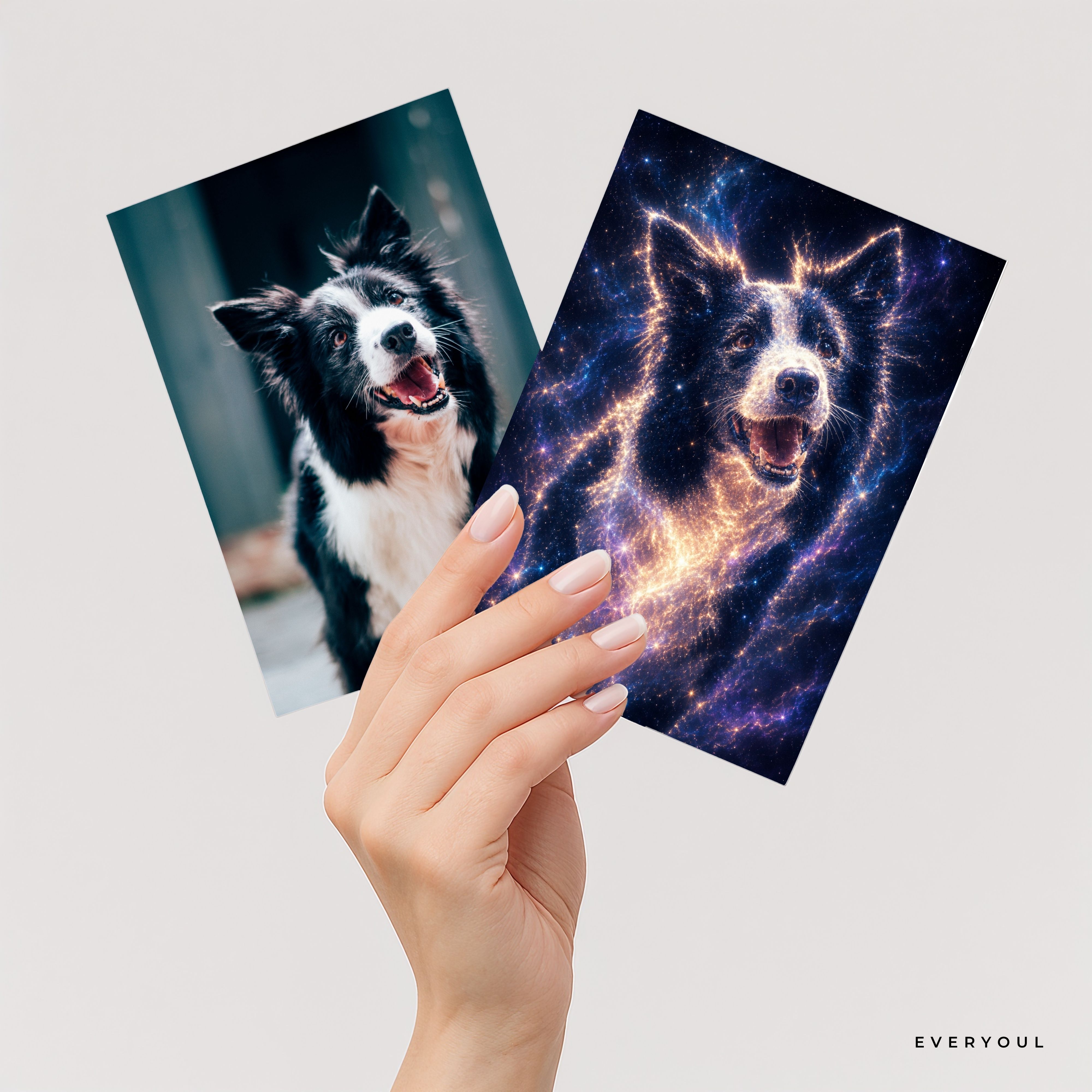 Starlight portrait of Border collie